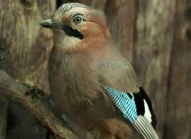 Fotó: Eurasian jay