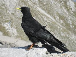 Fotó: Alpine chough