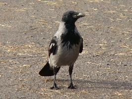 Fotó: Hooded crow