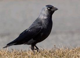 Fotó: Western jackdaw