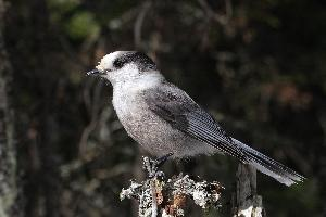 Fotó: Canada jay