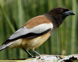 Fotó: Rufous treepie