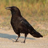 Fotó: American crow