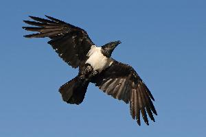 Fotó: Pied crow