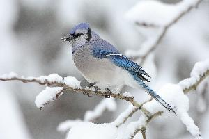 Fotó: Blue jay