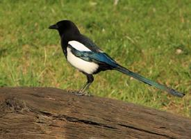 Fotó: Eurasian magpie