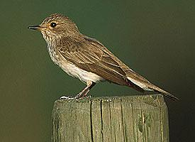 Fotó: Spotted flycatcher