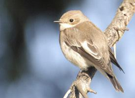 Fotó: European pied flycatcher