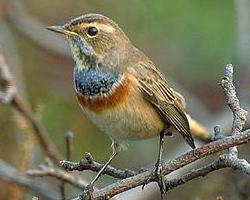 Fotó: Bluethroat