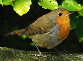 Fotó: European robin