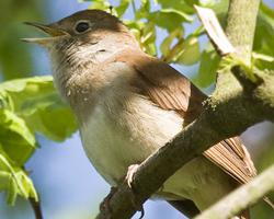 Fotó: Common nightingale