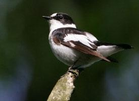 Fotó: Collared flycatcher