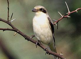 Fotó: Lesser grey shrike