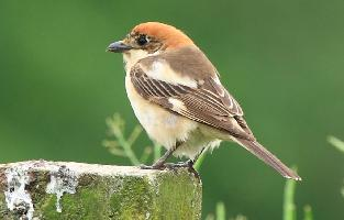 Fotó: Woodchat shrike