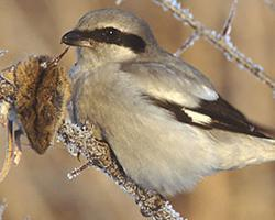 Fotó: Great grey shrike