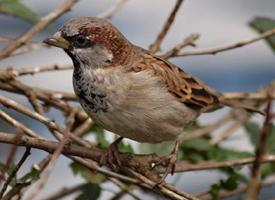 Fotó: House sparrow