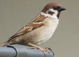 Fotó: Eurasian tree sparrow