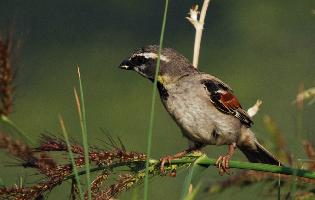 Fotó: Dead sea sparrow