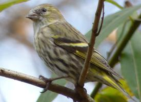 Fotó: Eurasian siskin