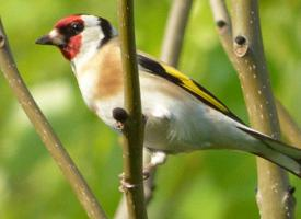 Fotó: European goldfinch