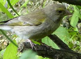 Fotó: European greenfinch