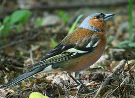 Fotó: Eurasian chaffinch