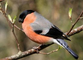 Fotó: Eurasian bullfinch