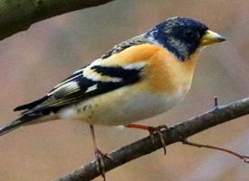 Fotó: Brambling