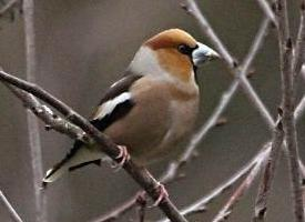 Fotó: Hawfinch