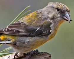 Fotó: Red crossbill