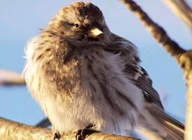 Fotó: Arctic redpoll