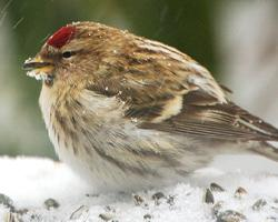 Fotó: Common redpoll