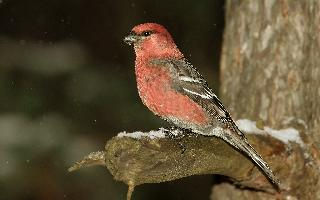 Fotó: Pine grosbeak