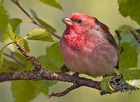 Fotó: Common rosefinch