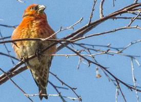 Fotó: Parrot crossbill