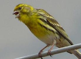 Fotó: European serin