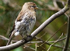 Fotó: Lesser redpoll