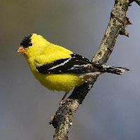 Fotó: American goldfinch