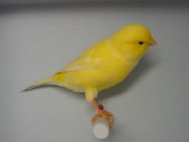 Fotó: Atlantic canary