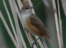 Fotó: Common reed warbler