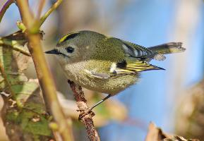 Fotó: Goldcrest