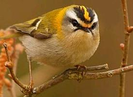 Fotó: Common firecrest