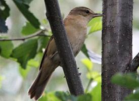 Fotó: Great reed warbler