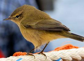 Fotó: Common chiffchaff