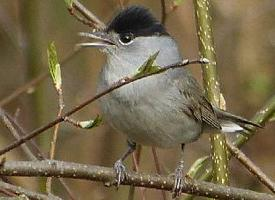 Fotó: Eurasian blackcap