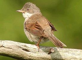 Fotó: Common whitethroat