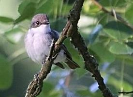 Fotó: Lesser whitethroat