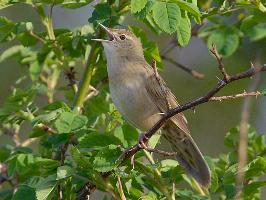 Fotó: Common grasshopper warbler