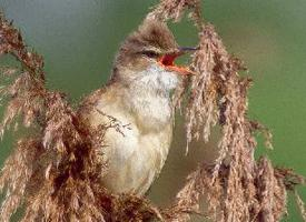 Fotó: Marsh warbler