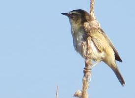 Fotó: Sedge warbler